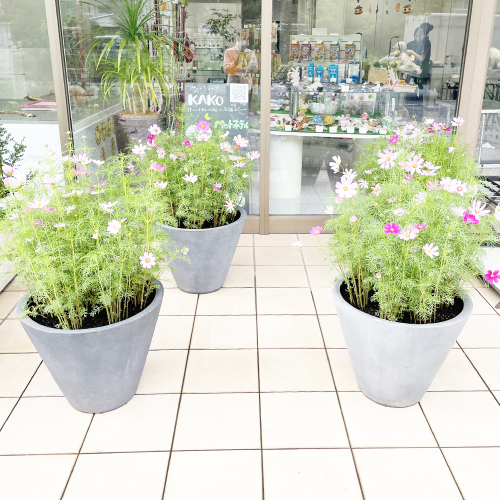 校舎前が秋のお花になりました♪